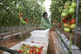 Image du Maroc Professionnelle de  Agriculture moderne au Sahara, Une femme marocaine effectue la cueillette des tomates en grappes sous une serre dans une ferme à Dakhla. Dans cette région la production des tomates en grappes bénéficie d’un climat phénoménalement ensoleillé, tempéré et régulier, Mardi 21 Novembre 2006. Avec l'introduction des cultures sous abris serres, la région de Dakhla est devenue en très peu de temps célèbre pour ces productions de fruits et légumes destinés à l’export. (Photo / Abdeljalil Bounhar) 